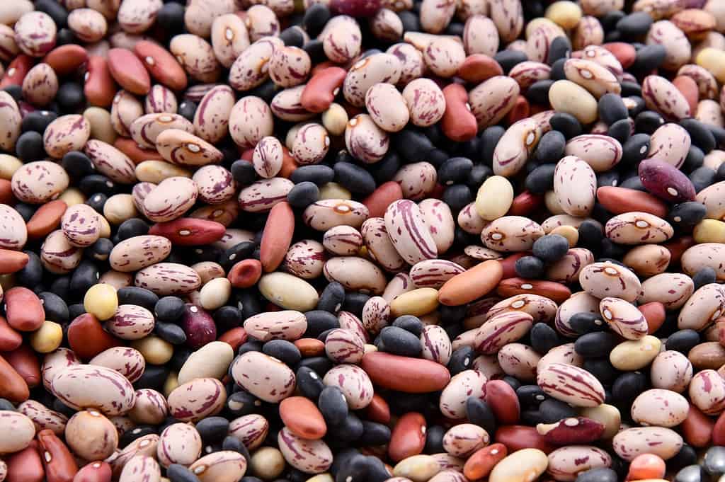 Beans - Best Anti-Agings Foods